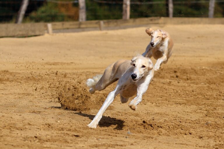 Understanding Greyhound Racing: Key Terms and Strategies